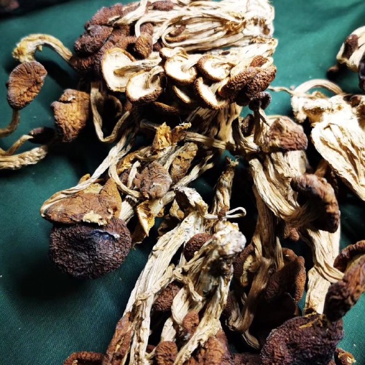 和平县广昌5号茶树菇  茶树菇