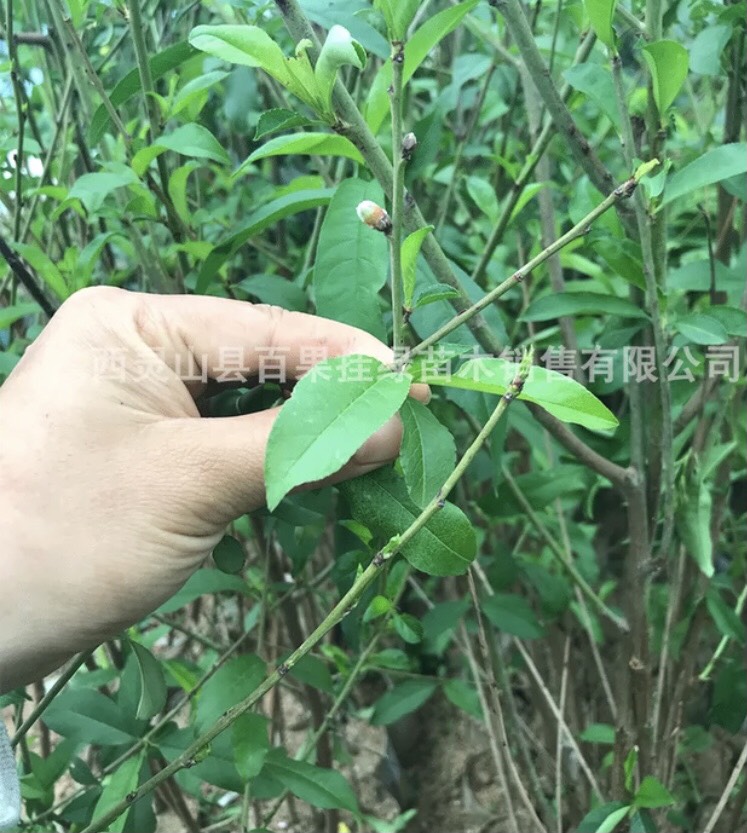 水蜜桃苗  桃樹(shù)苗 紅葉壽桃苗 鷹嘴桃果樹(shù)苗 水蜜桃