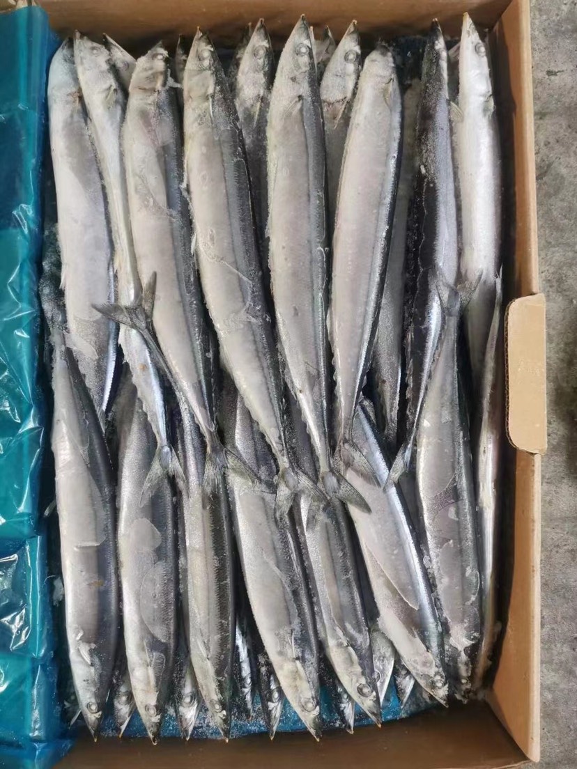 无冰衣秋刀鱼新鲜冷冻深海海鲜烧烤食材日式秋刀鱼烧烤食材