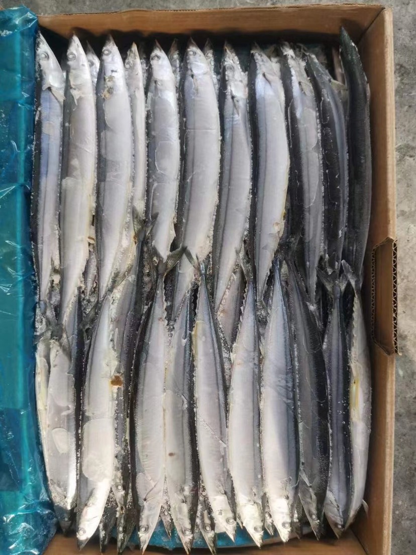 无冰衣秋刀鱼新鲜冷冻深海海鲜烧烤食材日式秋刀鱼烧烤食材