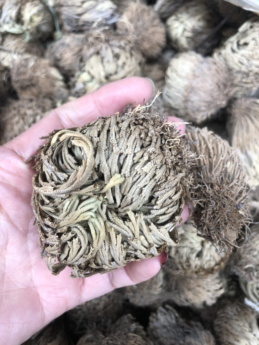  卷柏，九死还魂草  石柏  崖柏草