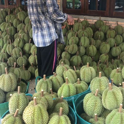 长沙金枕榴莲 泰国榴莲原产地，亲自把控质量，保证整柜百分之九十以上AB果