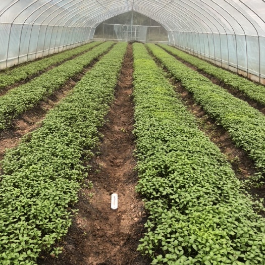  本人有大量早熟辣椒苗出售，优品种有大牛角辣椒、和长长线椒，
