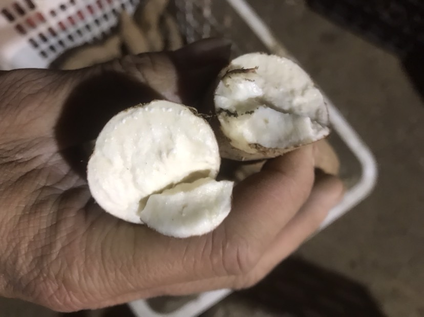 白心红薯  冰糖心哈蜜红薯