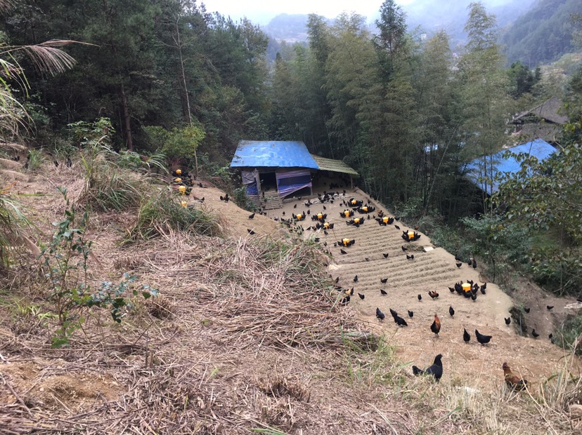 纯生态散养五黑土鸡蛋