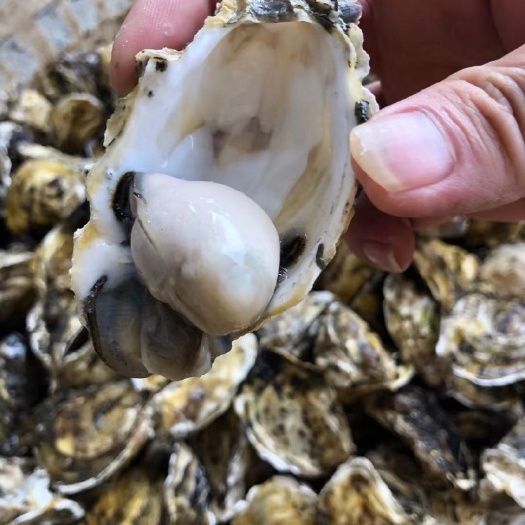 饶平县玫瑰蚝 广东省潮州市饶平县 鲜活水产 