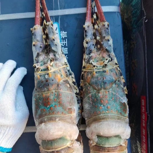 上海澳洲龙虾  大花龙虾