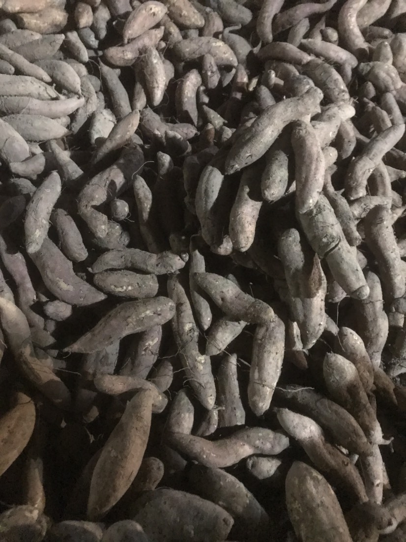 白心红薯  冰糖心哈蜜红薯
