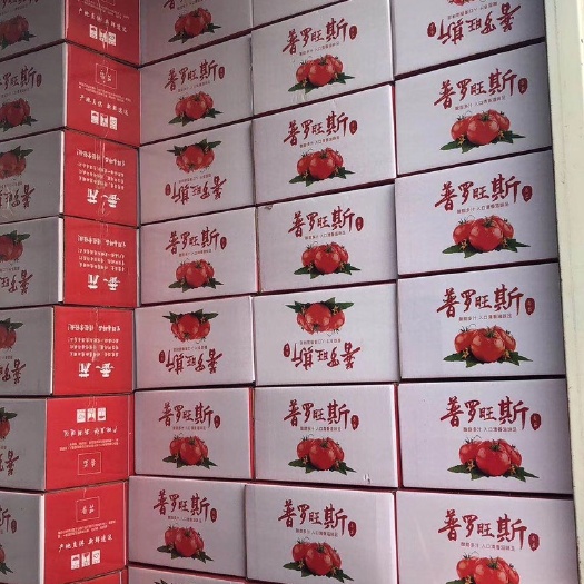 海阳市普罗旺斯番茄山东海阳普罗旺斯西红柿番茄小柿子沙瓤产地直发
