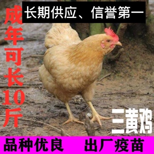 南宁三黄鸡苗  长期供应  三黄鸡  出厂疫苗  品质优良