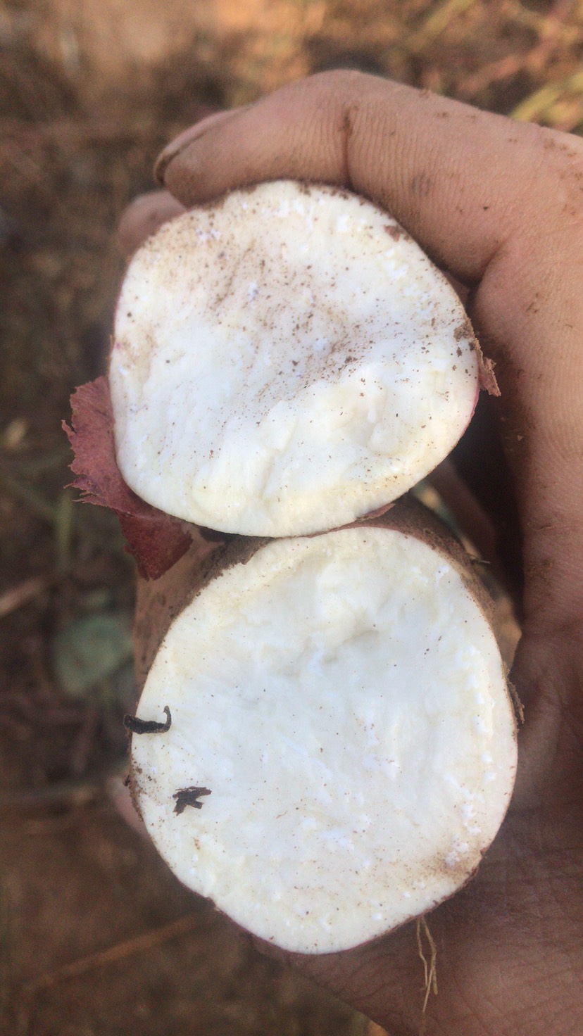 白心红薯  冰糖心哈蜜红薯