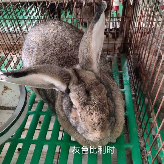 嘉祥县 比利时兔，新西兰兔，伊拉兔，公羊兔
