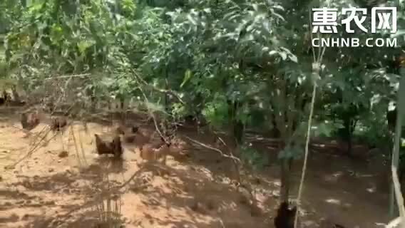 长顺县贵州长顺绿壳鸡蛋 不要贪便宜图低 不要找二贩拿高 你懂的