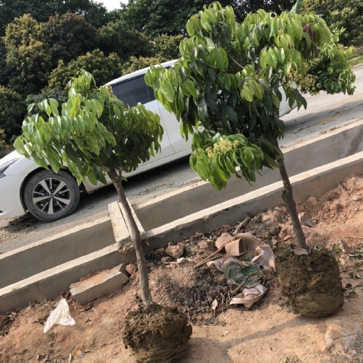 广州仙进奉荔枝苗 仙进奉靓苗，仙进奉是优良品种 丰产 稳产 少裂果