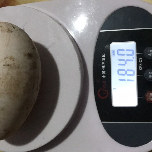 东阿县鲜鹅蛋  大鹅蛋