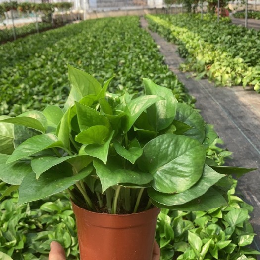 广州110青叶绿萝盆栽