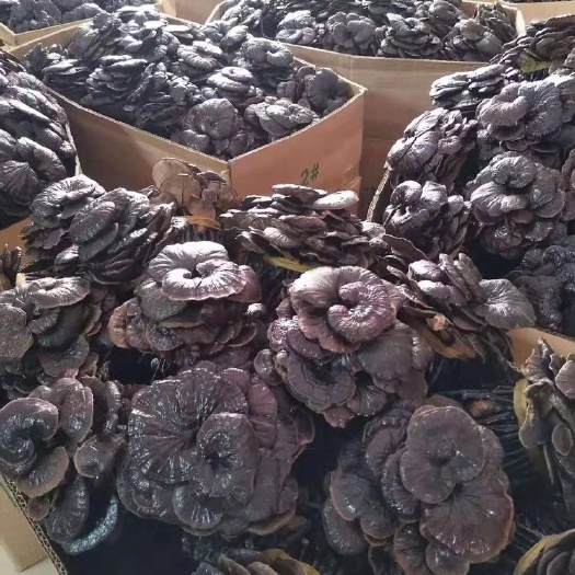 玉林竹灵芝 ，一手货源，长期供应