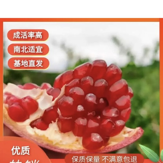 荥阳市突尼斯软籽石榴树苗  【推荐种苗】突尼斯软籽石榴树成活率95