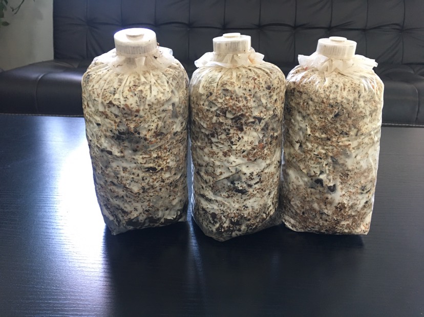 青杠菌菌种  萌发菌