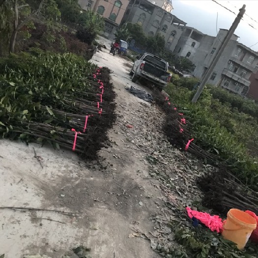 福州贵妃芒果苗 青山果园