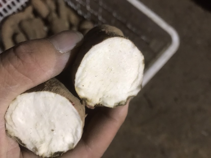 白心红薯  冰糖心哈蜜红薯