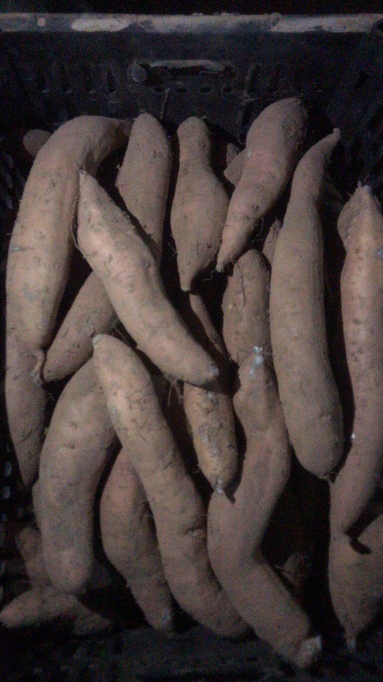白心红薯  冰糖心哈蜜红薯
