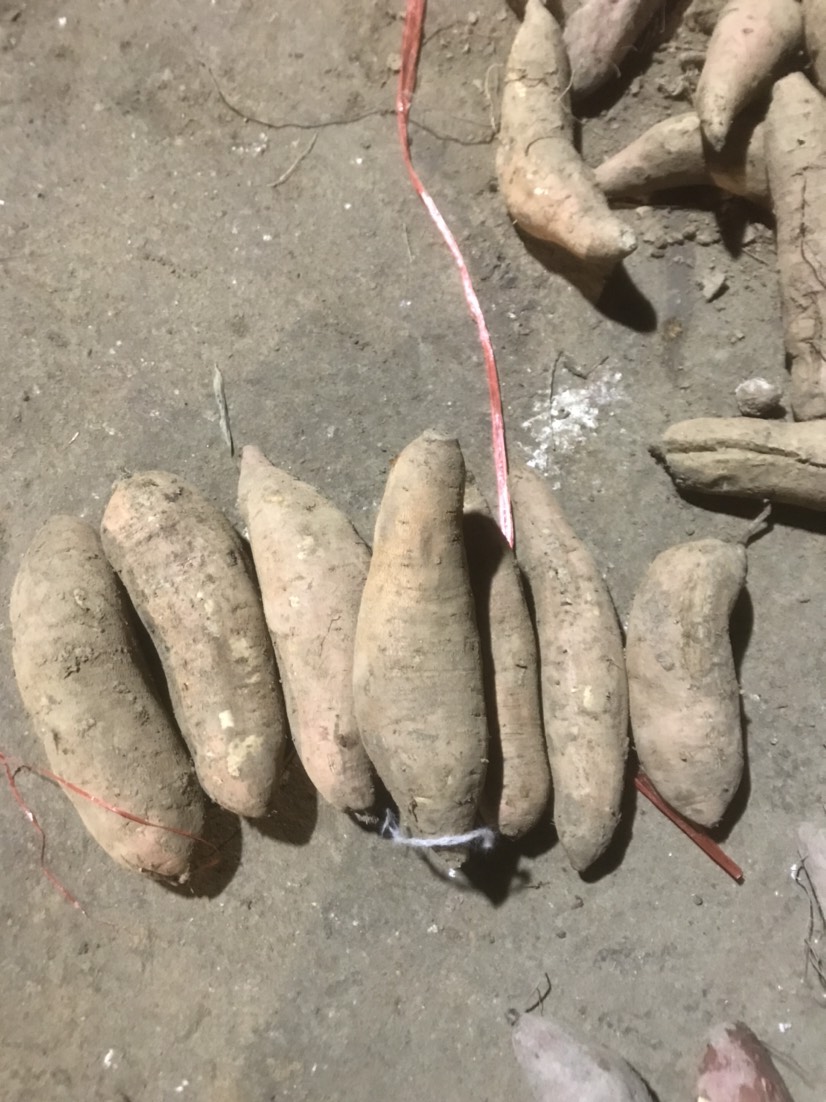 白心红薯  冰糖心哈蜜红薯