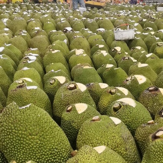 长沙菠萝蜜 正品红肉波罗蜜