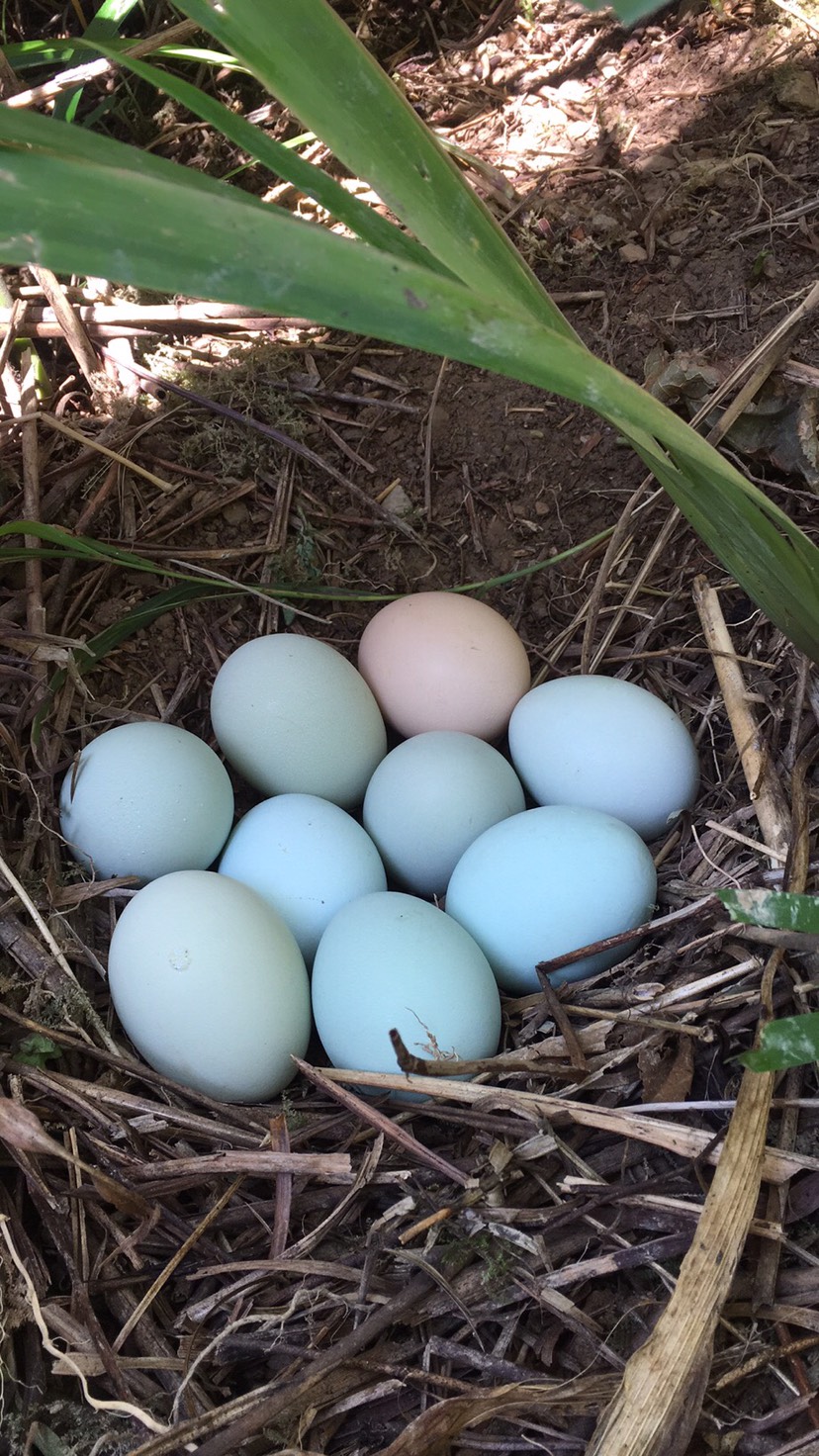 纯生态散养五黑土鸡蛋