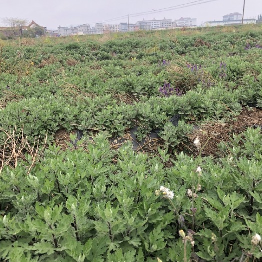 澄江市金丝皇菊 金丝菊婺源菊苗