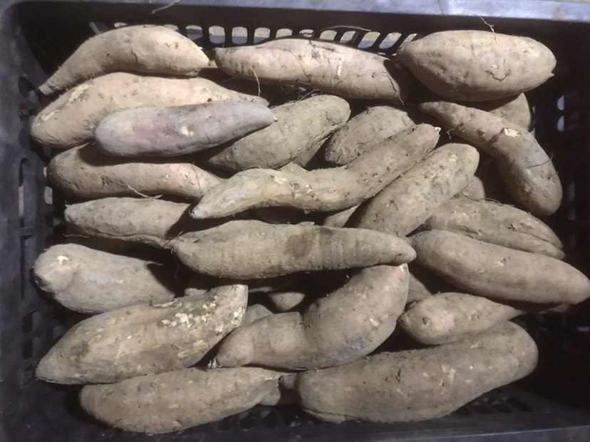 白心红薯  冰糖心哈蜜红薯