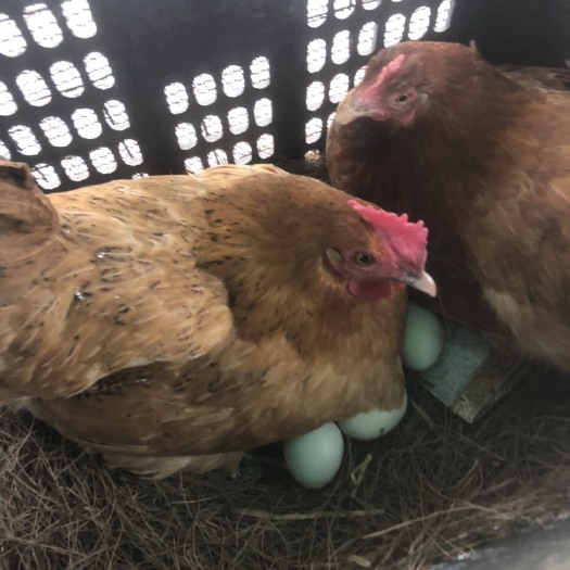 遵义 林下散养土鸡、土鸡蛋、绿壳鸡蛋