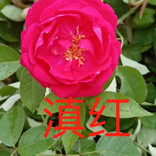 昆明 食用玫瑰，滇红，是做鲜花饼的