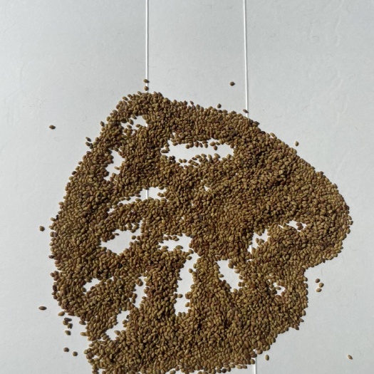会宁县紫花苜蓿种子 美丽的价格，质量保证！