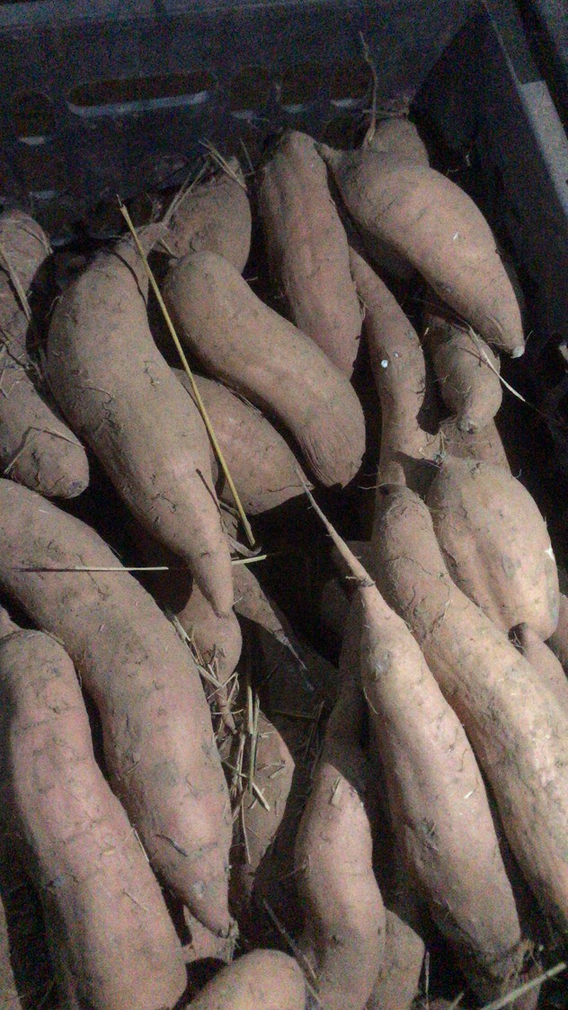 白心红薯  冰糖心哈蜜红薯