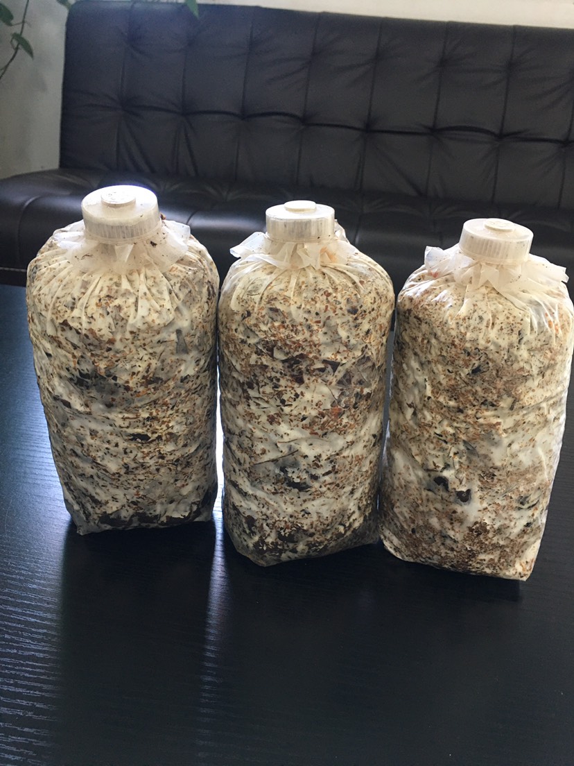 青杠菌菌种  萌发菌