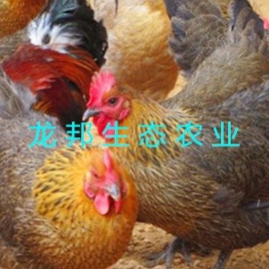 衡阳青脚麻鸡苗 土鸡苗 快大青脚麻 包疫苗 全国发货