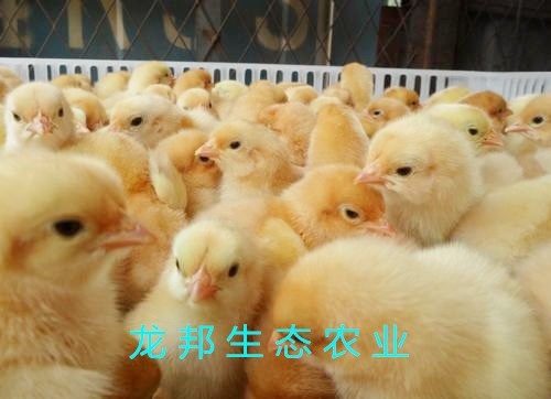 衡阳湘黄土鸡苗 厂家直销包打液氮马立克疫苗包运输包路途成活