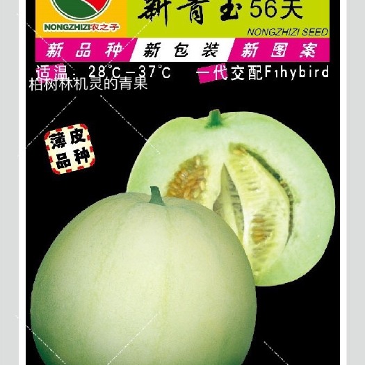 株洲日本甜宝甜瓜种子  新青玉56天-杂交经典薄皮甜瓜梨瓜香瓜种子