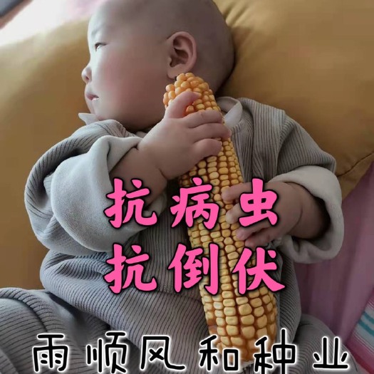 聊城晋单78玉米种子  晋单78亩产2000斤以上，高抗高产，穗位85公分，稀植大棒