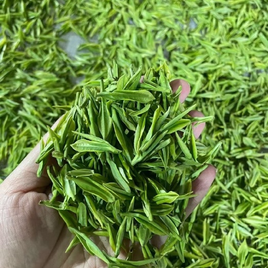 安吉县毛尖茶  一手货源，全国发货