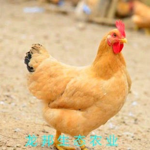 衡阳三黄鸡苗 土鸡苗 细脚黄羽土鸡苗 三黄土鸡苗 厂家直销 全国