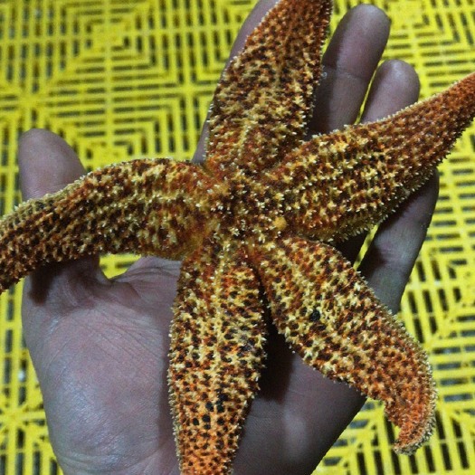 连云港海星 