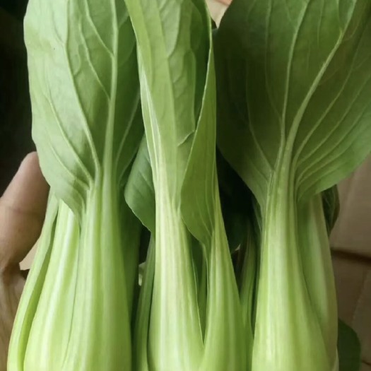 太和县精品上海青小油菜一手货源产地直供价格美丽欢迎咨询选购