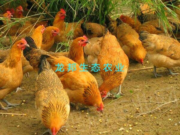衡阳土鸡苗 红瑶黑瑶青脚土鸡母苗正规厂家优质禽苗包路上存活包打马