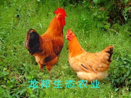 衡阳纯正 青脚土鸡苗 质量可靠 土鸡苗 包技术指导 全国发货