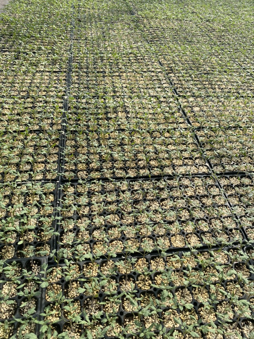 釜山88千禧小番茄苗子红色樱桃千禧圣女果苗玲珑小西红柿苗