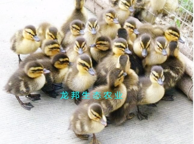衡阳江南一号蛋鸭苗 供应优质江南蛋鸭苗湖南厂家常年供应厂价直销量