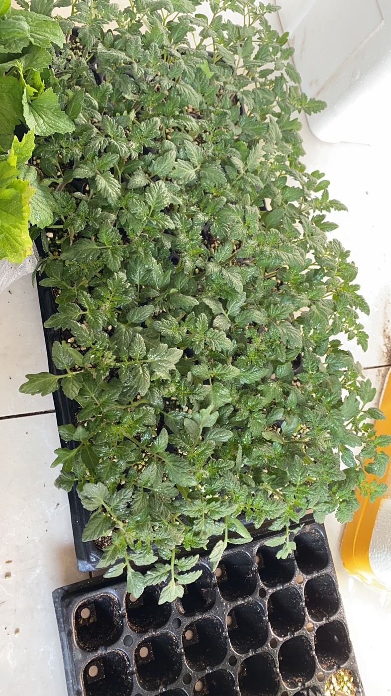 釜山88千禧小番茄苗子红色樱桃千禧圣女果苗玲珑小西红柿苗