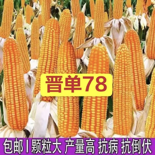 聊城晋单78玉米种子 高产玉米种，矮杆大棒，春播2500斤，夏播2000斤